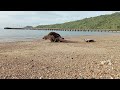 two komodo dragons eat dead turtles on the beach