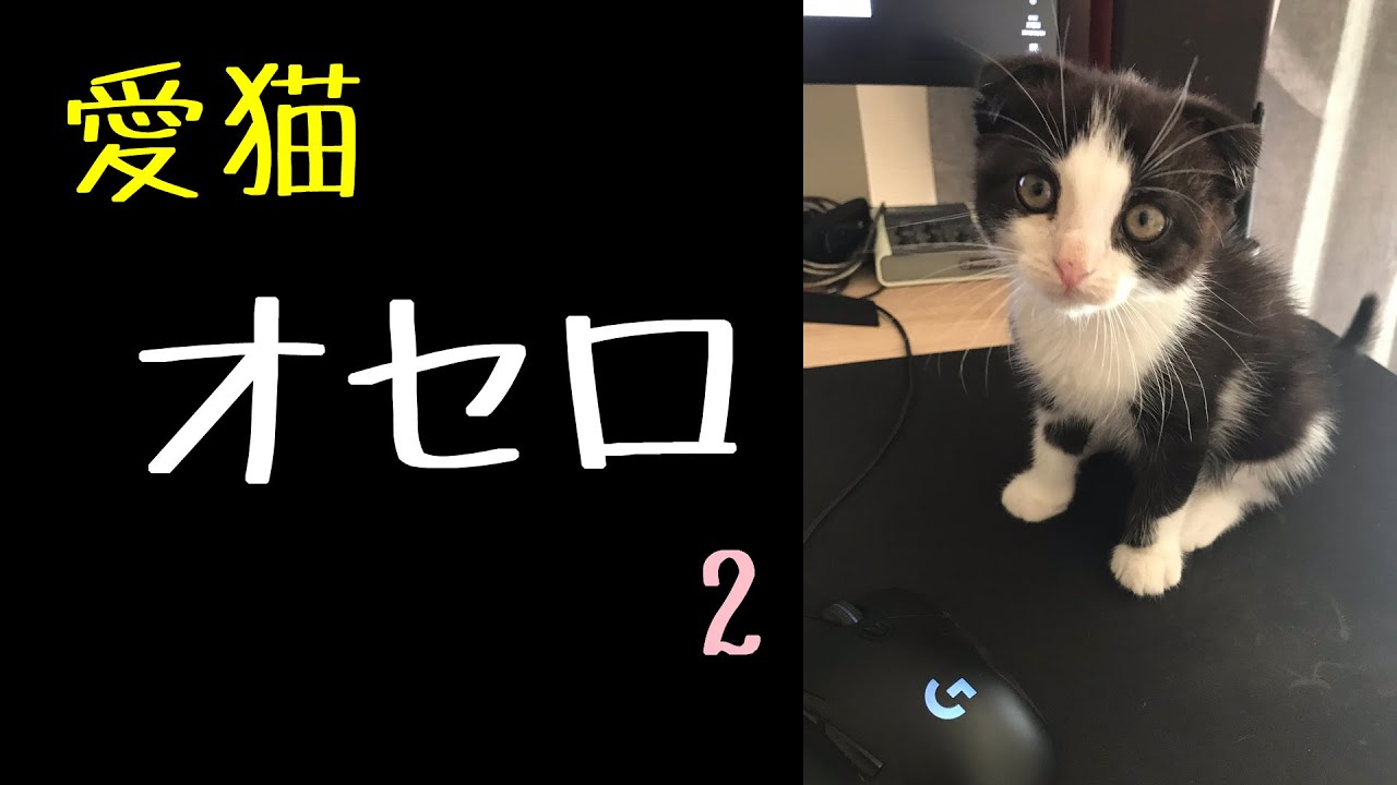 わいわい】愛猫オセロ まとめ2 - YouTube