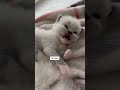 I guess it's exhausting being so cute