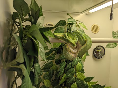 Green Tree Python Feeding Sequence