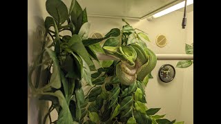 Green Tree Python Feeding Sequence