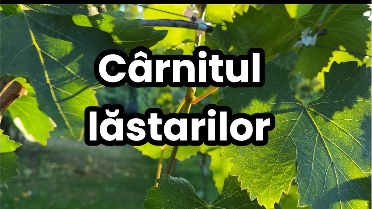 Cârnitul vitei de vie, oprirea din crestere a lastarilor. - YouTube