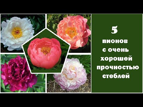 Video: Пион гүлдөгөн 5 кеңеш