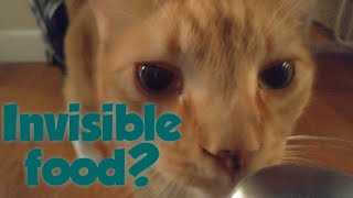 How Cats React to Me Eating Invisible Food