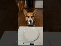 cute corgi ❤️ When dog can speak! 🐕 🐶 #comedy #dog #dogs #puppy #cute #adorable