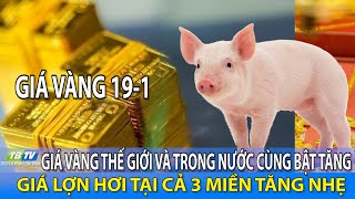 Giá vàng hôm nay 19\/1: Thế giới và trong nước cùng bật tăng, Giá lợn hơi tại cả 3 miền tăng nhẹ