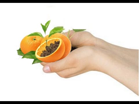 Orange Tree | How to Grow Oranges