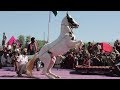 Horse dance at rajasthans world famous pushkar fair  horse dancing competition  