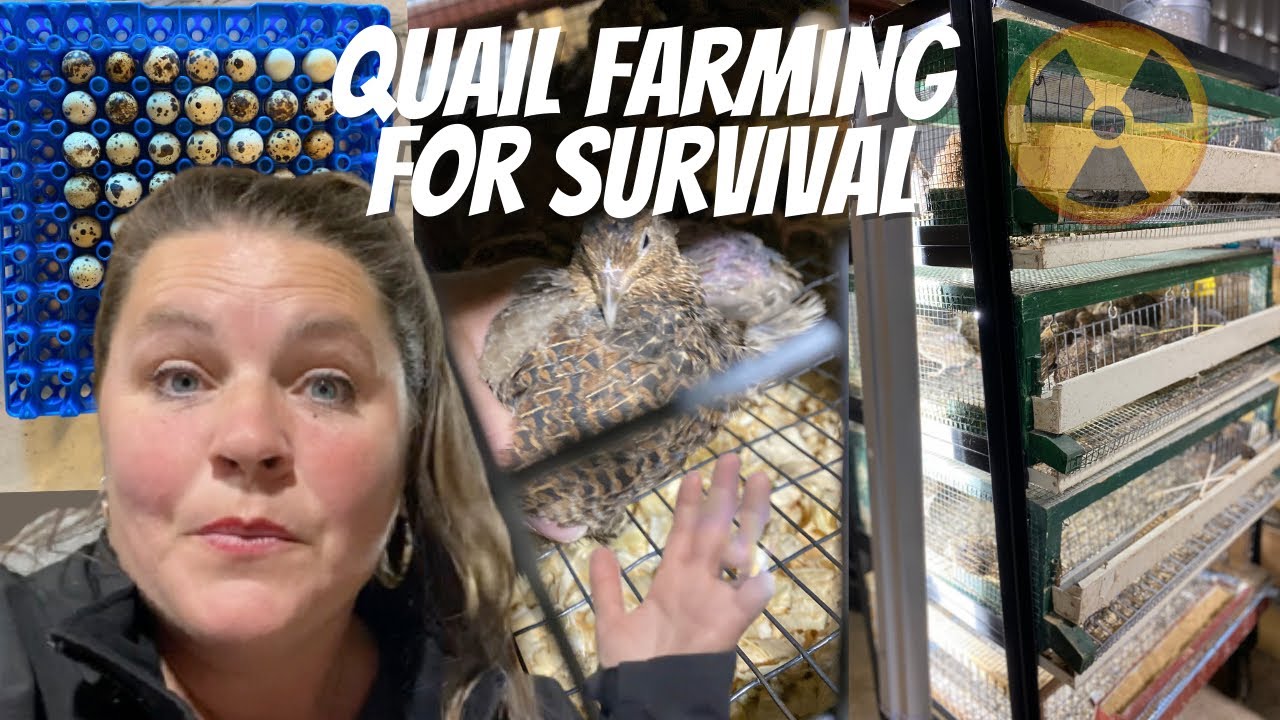 Are Quail The Perfect Homestead Bird? Quail Farming: Coturnix Quail Stackable Cage Survival  SHTF