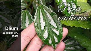 Aluminum plant (Pilea cadierei)