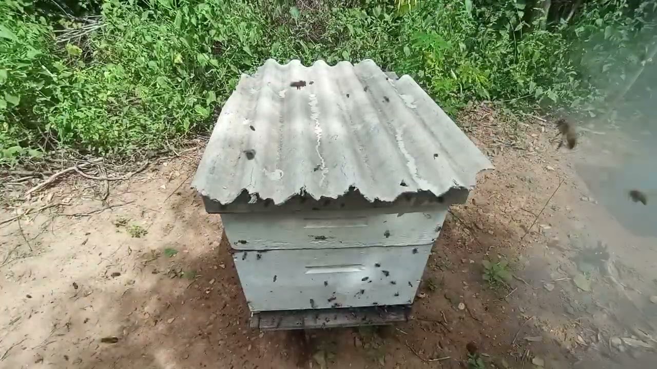 Abelhas muito produtivas - parte 06 🍯🐝