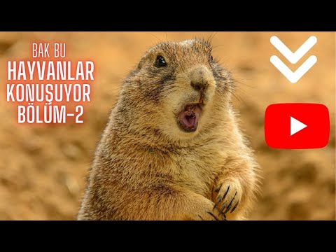 KOMEDİ | KOMİK VİDEOLAR | KEDİ | KONUŞAN KEDİLER | KOMİK HAYVAN VİDEOLARI #2022 (BÖLÜM 2)