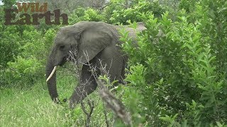 WildEarth - Sunrise Safari - January 22, 2020