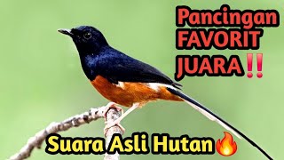 Download Lagu PANCINGAN PAGI-PAGI AGAR MURAI GACOR‼️ Pancingan Favorit Juara MP3