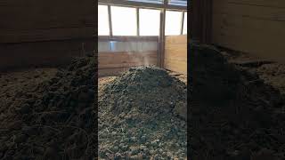 Steaming pile of manure, III   #manure