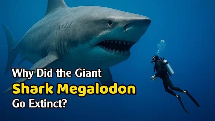 Why Did the Giant Shark Megalodon Go Extinct | Cosmic Why