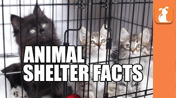7 Crazy Facts About Animal Shelters