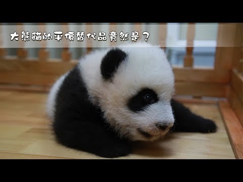 《熊貓主題趴》大熊貓的平價替代品竟然是？| iPanda熊貓頻道