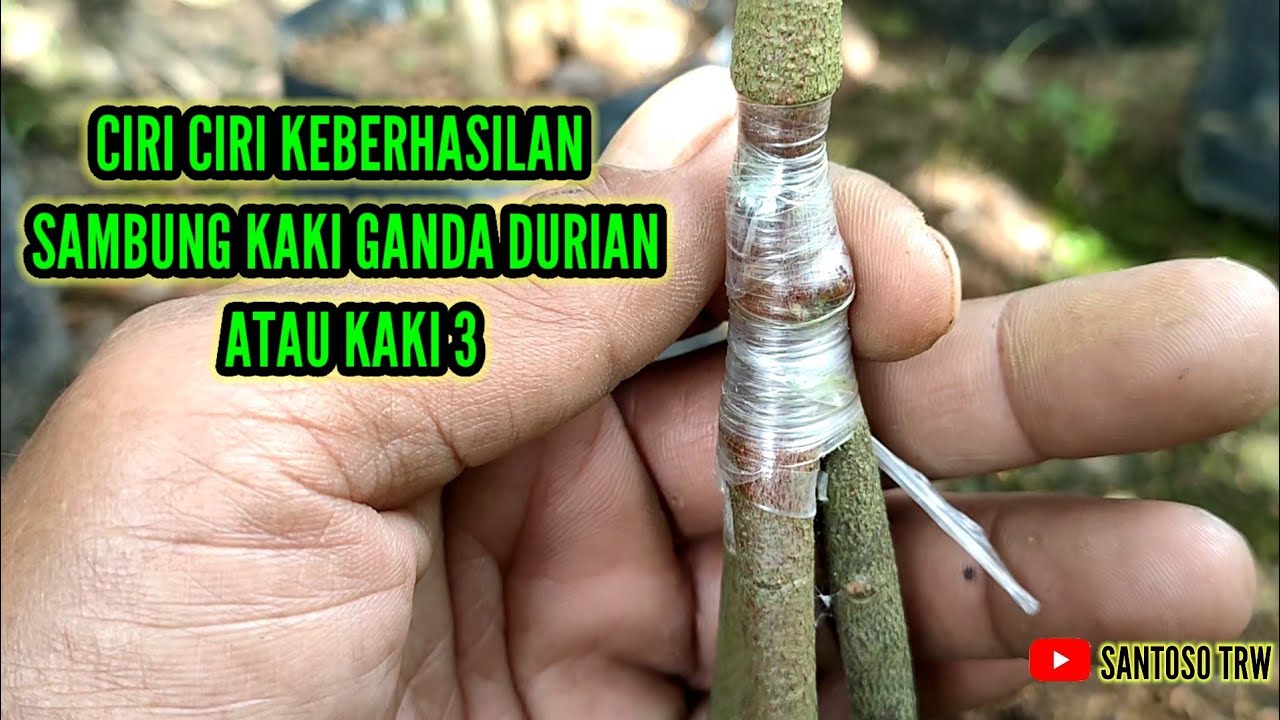 CIRI CIRI KEBERHASILAN SAMBUNG KAKI GANDA DURIAN