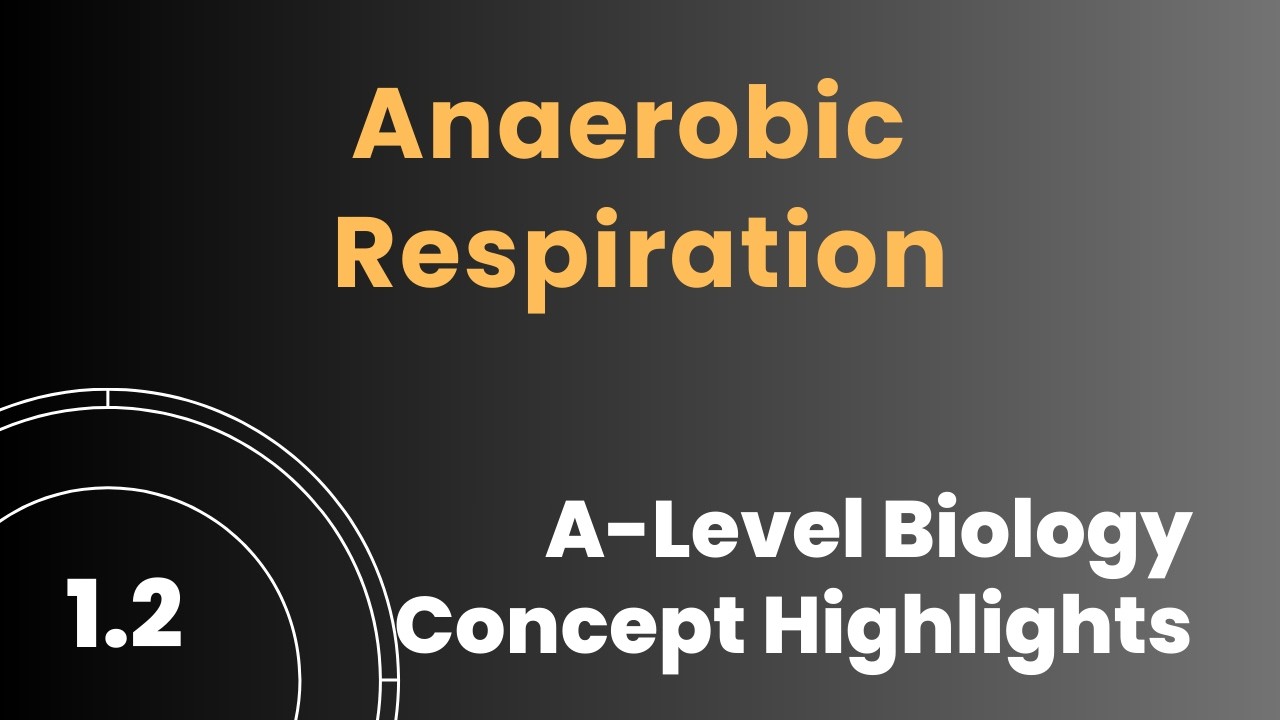 3.208 Анаэробное дыхание