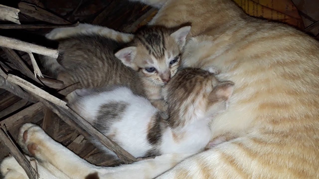 Mom cat feeding her kittens, so cute YouTube
