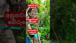    beautifulanimals viral nature srilanka love viral birds trending foryou