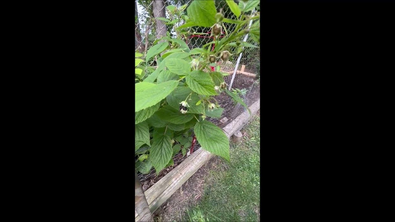 Bumblebees Pollinate Our Raspberries YouTube
