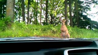 Does Peeing 2 Ft In Frontvof Car