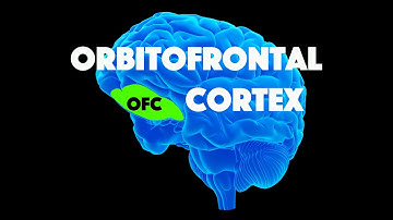 Orbitofrontal Cortex (OFC)