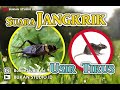 Download Lagu #Jangrik #Tikus Suara Jangkrik Pengusir Tikus 10 Jam Non Stop