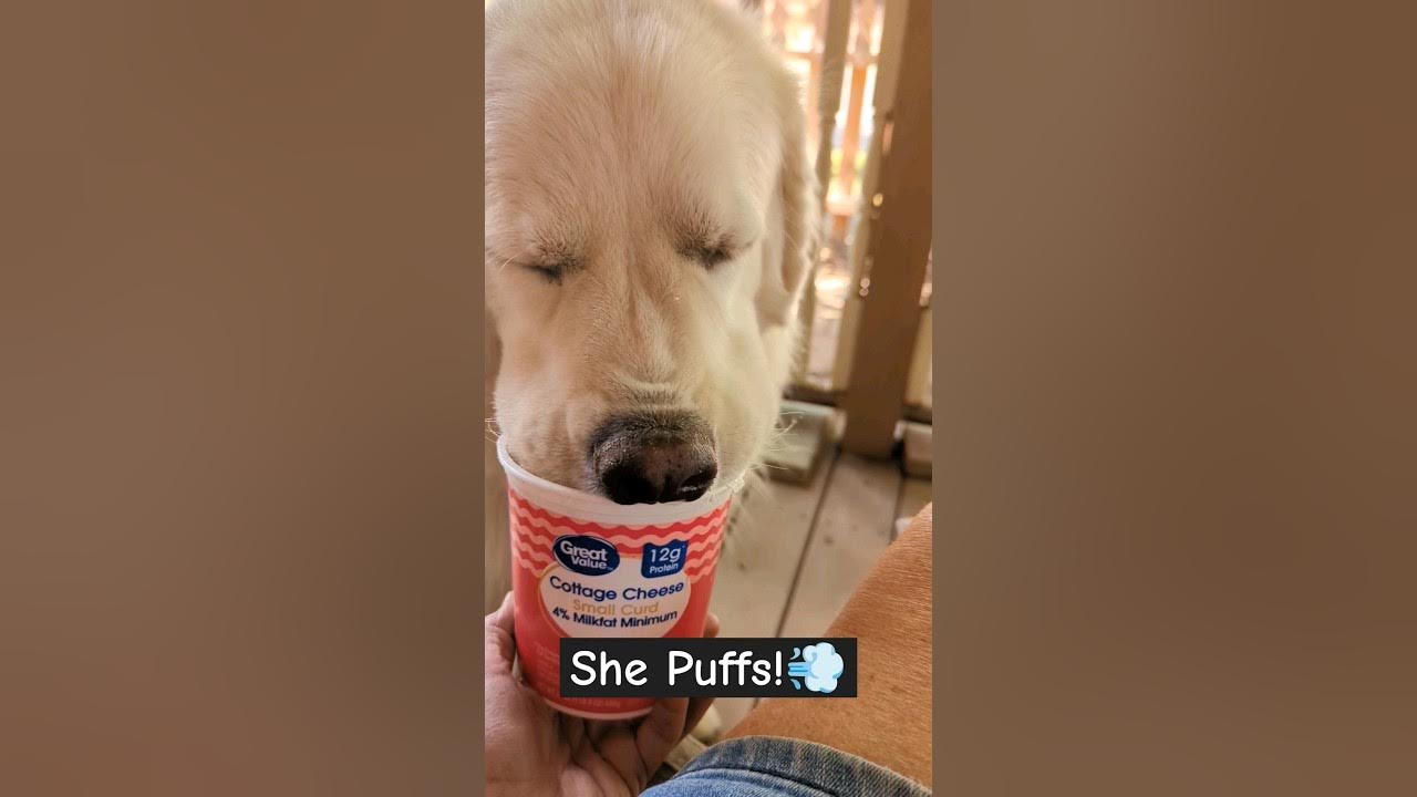 Pyrenes Huffs and Puffs! Does she blow the house down? dog 