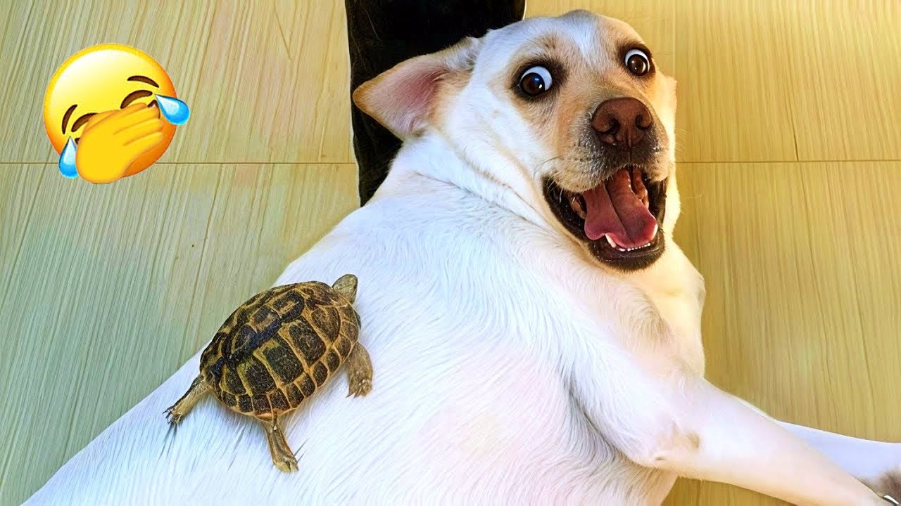 😂 When Cats and Dogs Forget How to Be Normal 🍁 #funnycats #funnyanimals #funnydog #cat