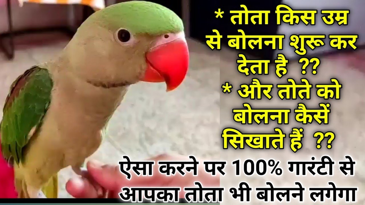 Parrot kab se bolna start karte hain | Tote Ke Bacche ko Bolna kaise Sikhate hain