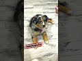 Miss Moka 🥰 Latte Learning So Quickly #training #dog #puppy #pets #viral #fun #shorts #short #sweet