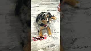 Miss Moka 🥰 Latte Learning So Quickly #training #dog #puppy #pets #viral #fun #shorts #short #sweet