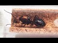 Puse mi Hormiga Reina en Cuarentena🔴(Actualización de mis Hormigas)