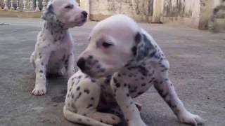 Cute dalmatian puppies.