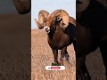 #new sheep #cute #goat #animalslover #goatfarming #sheepfarming #shorts #shortvideo