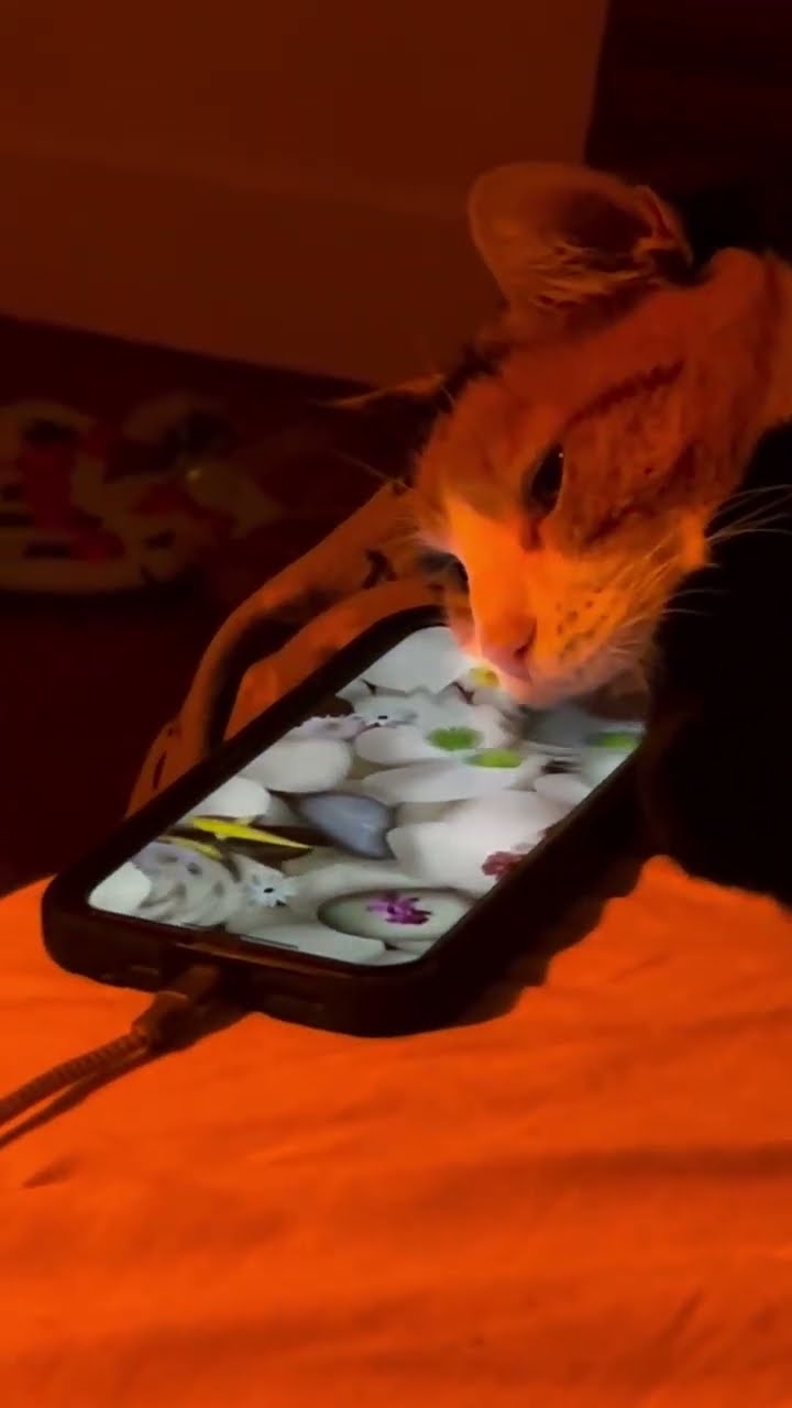 Top des vidéos très mignon ❤️ ❤️ ❤️ ❤️ ❤️