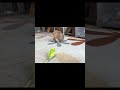 インコの求愛をガン無視して、ガチの昼寝を決め込むウサギ・・・　#うさぎとインコ #かわいい #おもしろ動画