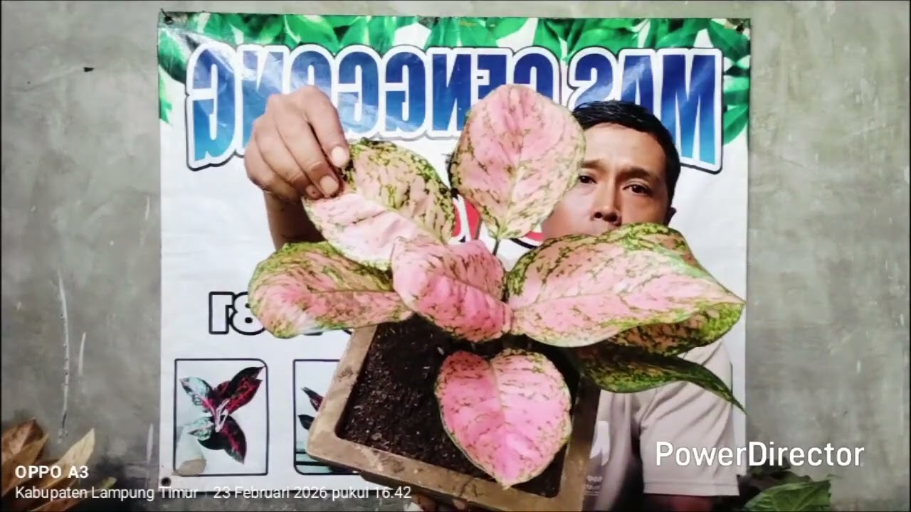 Aglonema di jamin cakep +6281770231581 & +6285664845584