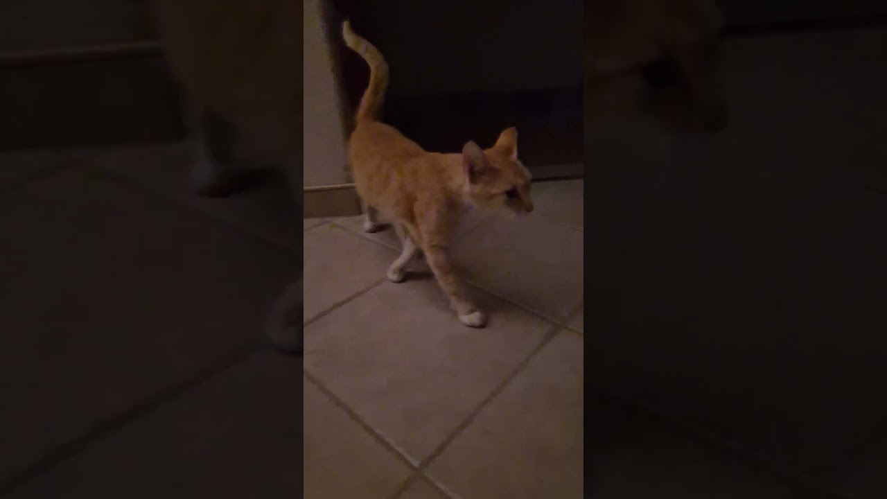 zero regrets. it's her house meow 🐈 