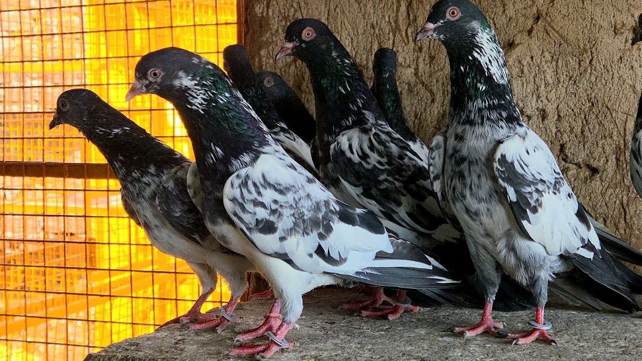 For Sale | Kamagar Daba Walay | 5 Pair Red Eyes 👀 | MOB-9646545783 | Delivery All India  | By Sonu👍👍