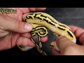 GENEX PIED SHED OUT GENEX PIED SHED OUT