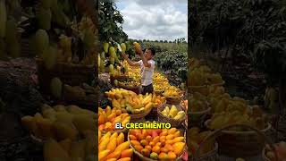 ⚠️ Esta mezcla asiática está llenando de frutos las plantas 😱Y casi nadie sabe por qué funciona