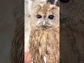 🦉🌈 Welcome to #owlcafe #tokyo✨ .#akihabara #japantravel #owl #animalwelfare