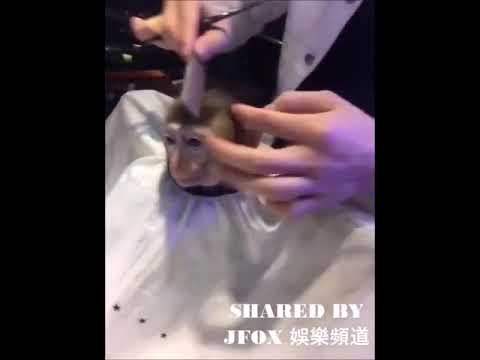 اجمل قرد كوري هاهاهاهاهاهةهه