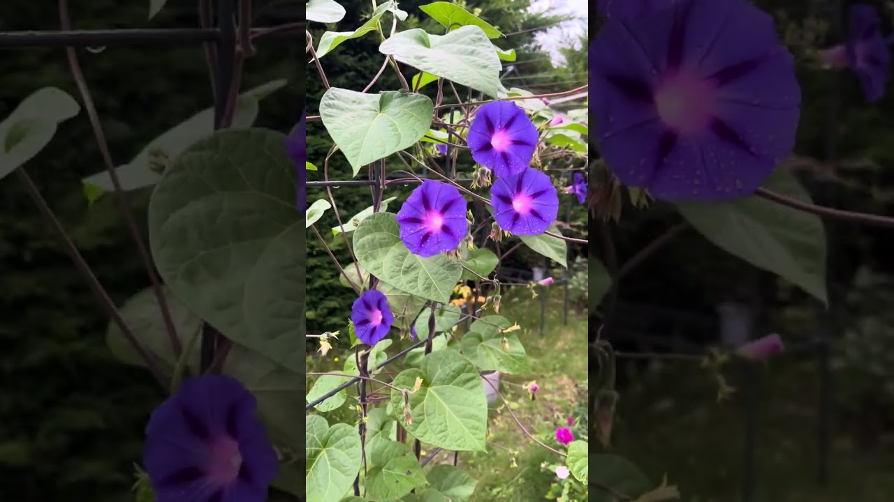 نجاح زراعة نبات مجد الصباح من البذور والاجواء المناسبة له💜💜💜