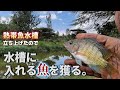 【熱帯魚水槽立上げて入れる魚を獲ってくる】訳あり特注85cm水槽立上げ工程/底面フィルター/超鮮やかな熱帯魚水槽となった