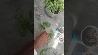 Sunrose Mothr Plant Cuting Reazlt